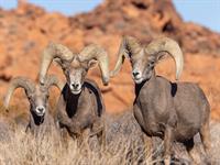 shutterstock_2621727771_desert bighorn sheep_tuksneša kalnu aita.jpg