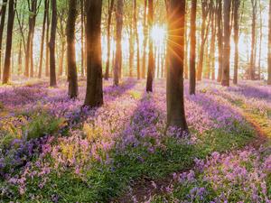 shutterstock_1039210720_spring forest_mežs pavasarī.jpg