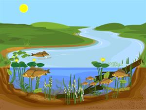 Shutterstock_1987558745_pond ecosystem_dīķa ekosistēma.jpg