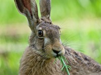 shutterstock_2646912995_Hare_Zaķis.jpg