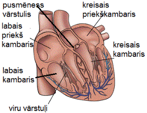 Human-Heart-Diagram-Picturess.gif
