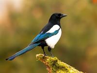 Shutterstock_1850229250_magpie_žagata.jpg