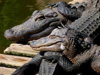 crocodile mother_лицензия.jpg