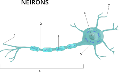 YCUZD_220818_4302_Neirons_3_ar cipariem.png