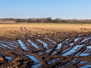 Shutterstock_1477094243_wet land_slapja zeme.jpg
