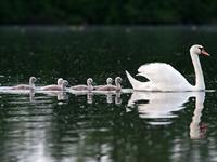 shutterstock_542723518_swan with babies_gulbis ar gulbēniem.jpg