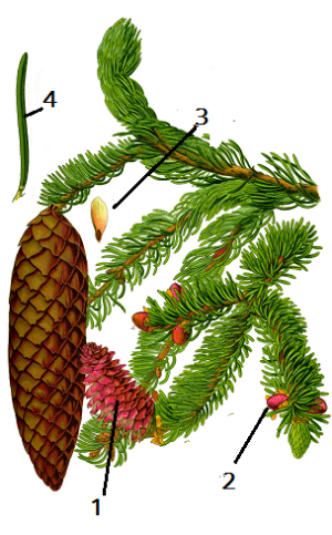 Illustration_Picea_abies0_clean22.png