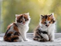 shutterstock_2534176151_kittens_kaķēni.jpg