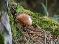 shutterstock_2183451989_pine bolete_priežu beka.jpg