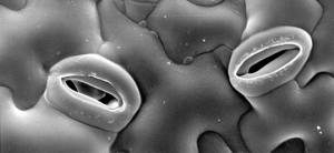 pcmb300_stomata.png