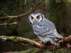 Shutterstock229895983owlpūce.jpg