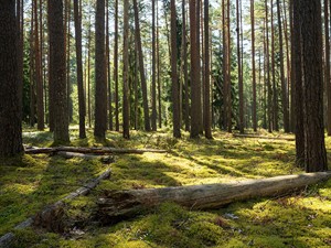 shutterstock_2234930191_pine forest_priežu mežs.jpg