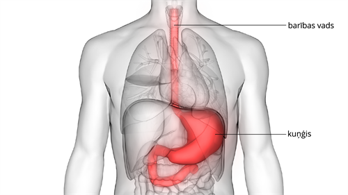 barības vads un kuņģis.png