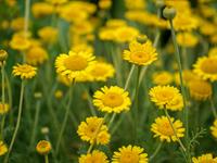 shutterstock_1133950841_golden marguerite_dzeltenās ilzītes.jpg