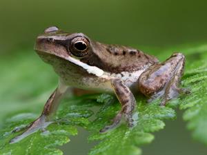 Shutterstock_1715077939_frog_varde.jpg