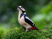 shutterstock_2495124317_woodpecker_dzenis.jpg