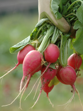 radish-300x400.png