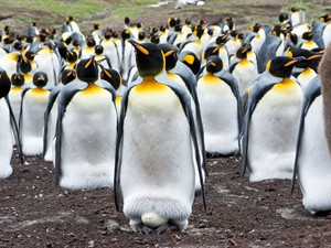 shutterstock_627500102_penguins incubate eggs_pingvīni silda olas.jpg