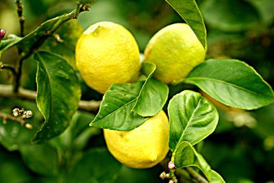 lemons-2825835_1920.jpg