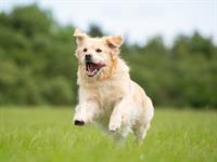 shutterstock_2589676975_dog_suns.jpg