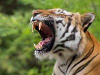 shutterstock_108535163_tiger teeth_tīģera zobi.jpg