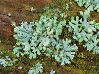 shutterstock_2627520053_Hypogymnia physodes_Pūslīšu hipogimnija.jpg