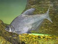 shutterstock_1618691074_bream_plaudis.jpg
