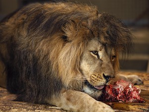 shutterstock_2757459121_lion eats meat_lauva ēd gaļu.jpg