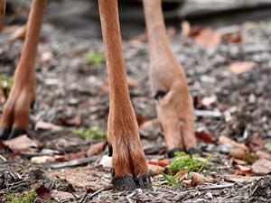 shutterstock_2363431079_doe legs_stirnas kājas.jpg