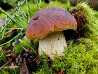shutterstock_2689087603_boletus_baravika.jpg