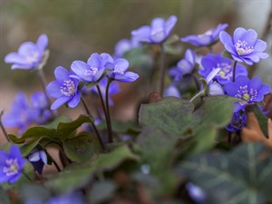 Shutterstock_2279930497_liverwort_zilā vizbulīte.jpg