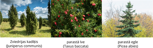 YCUZD_261014_6873_Augu sistēma_7.png