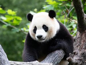 Shutterstock_2495112773_panda.jpg