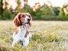 Shutterstock_1823409425_dog_suns.jpg