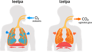 YCUZD_220816_4267_ieelpa izelpa_2.png