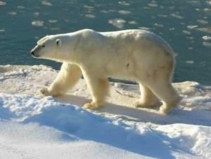 polar_bear_2004-11-15.jpg