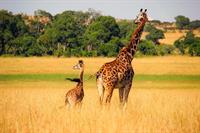 giraffe-2064520_960_720.jpg