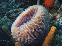 shutterstock_155351246_sea sponge_jūras sūklis.jpg