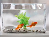 Shutterstock_1896320386_glass rectangle_stikla taisnstūris.jpg