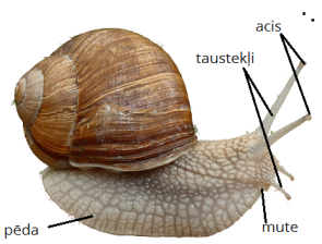 Helix_pomatia_89a.png