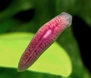 planaria2.png
