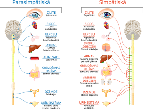 YCUZD_221129_4772_parasimpatiskā un simpatiskā nervu sistēma.png