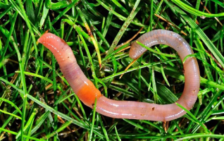earthworm_2561331b.png