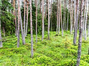 shutterstock_2346835221_forest_mežs.jpg