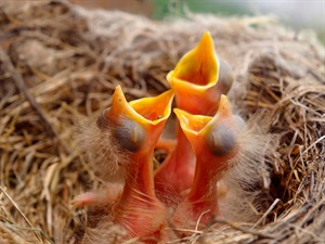 shutterstock_1321022894_newly hatched birds_nesen izšķīlušies putni.jpg