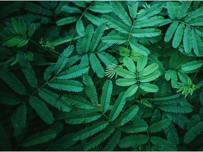 Aleksandrs Demčenkovs