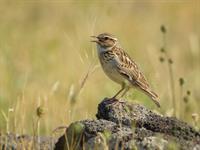 shutterstock_1121641499_skylark_cīrulis.jpg