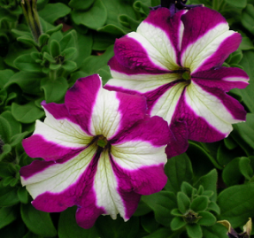 Petunias-Bravo-Purple-Star.png