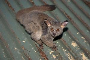 galago-412669_1920.jpg