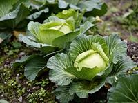 shutterstock_2628755795_cabbage_kāposti.jpg